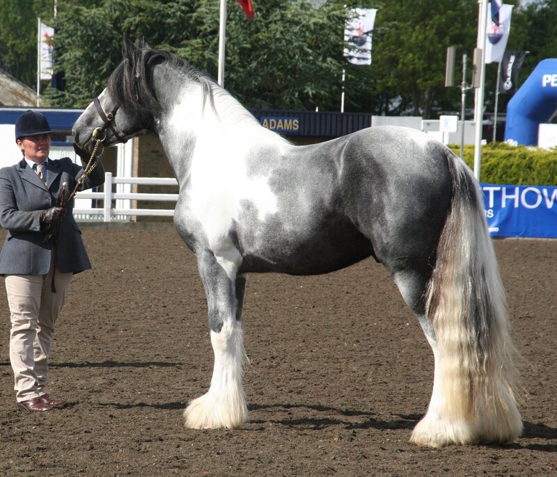 Gray and White Horse — Calm, Afternoon