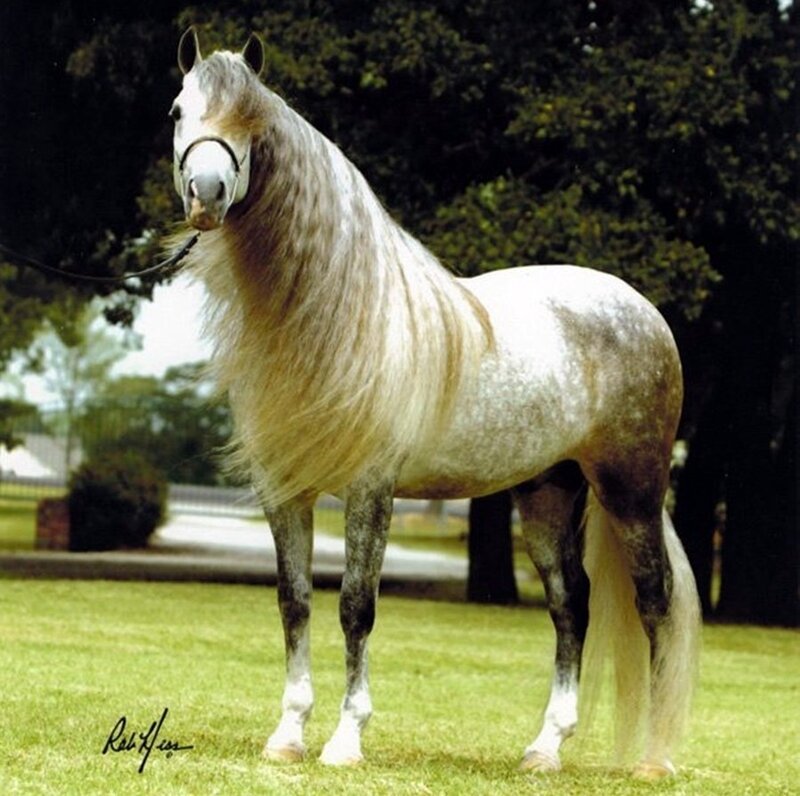 Gray and White Horse — Calm