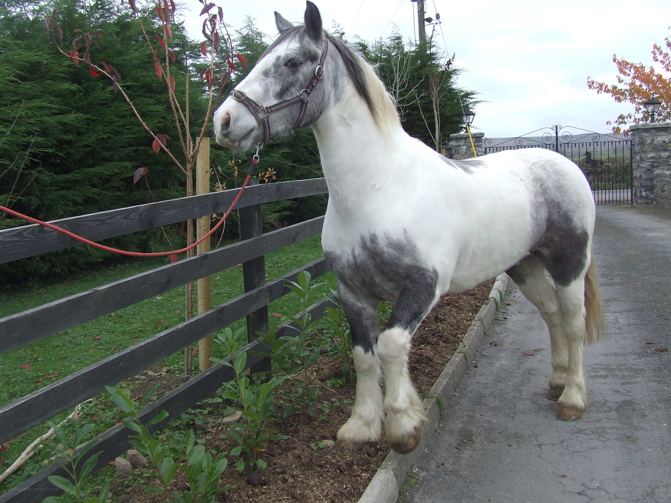 gray and white horse standing