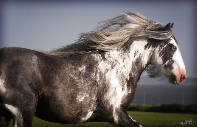 Gray and White Horse
