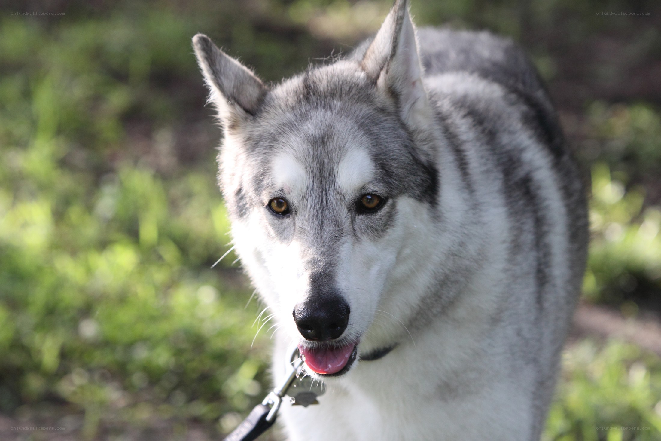 gray and white husky dog