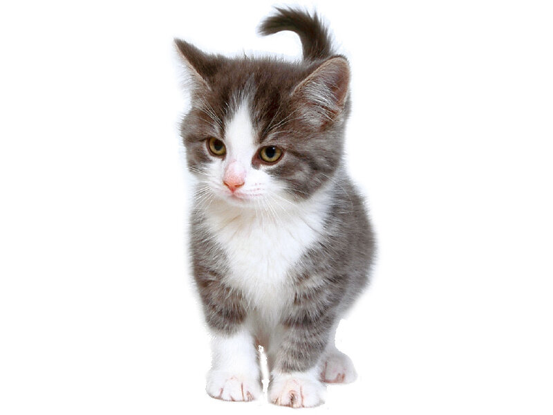 gray and white kitten