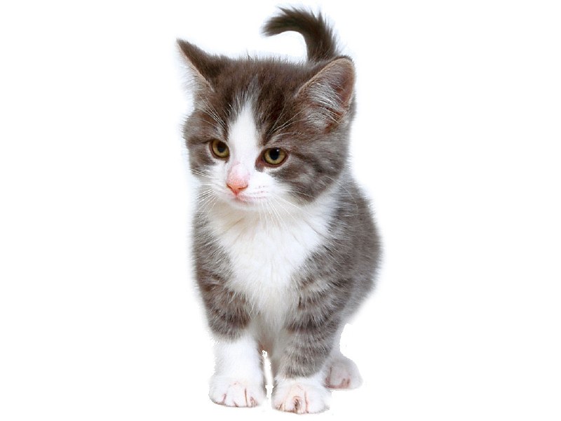 gray and white kitten