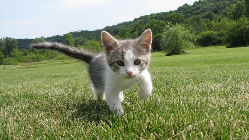 Gray and White Kitten — Afternoon