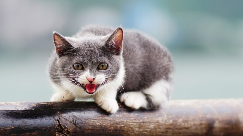 Gray and White Kitten — Alert