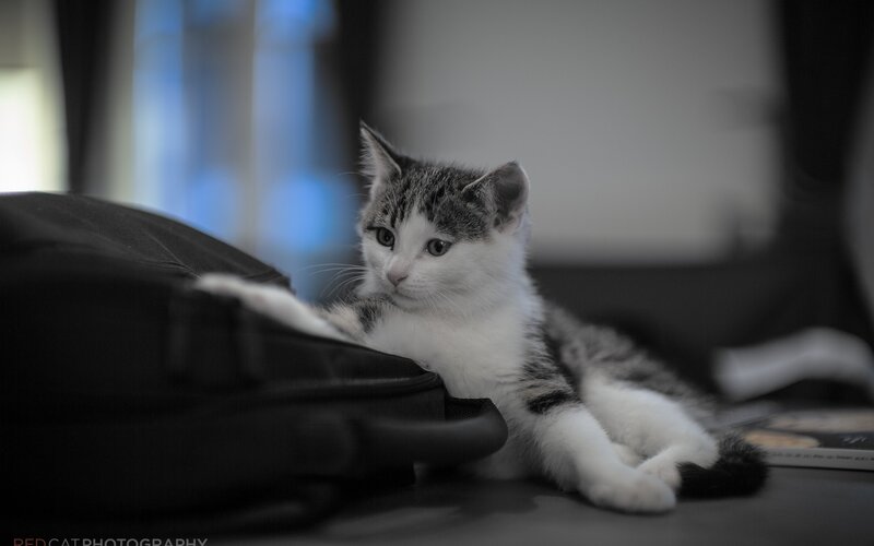 Gray and White Kitten — Black, Calm, Photograph, Backpack