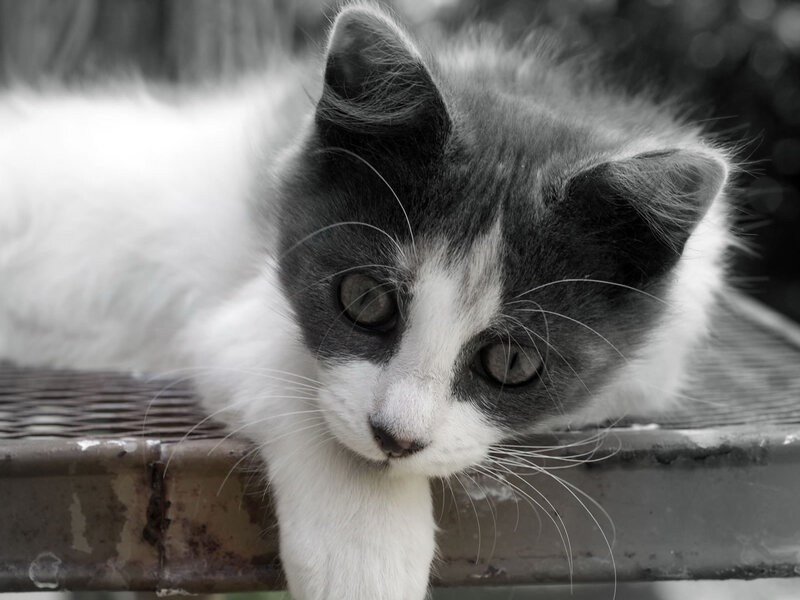 Gray and White Kitten — Black, Calm, Photograph