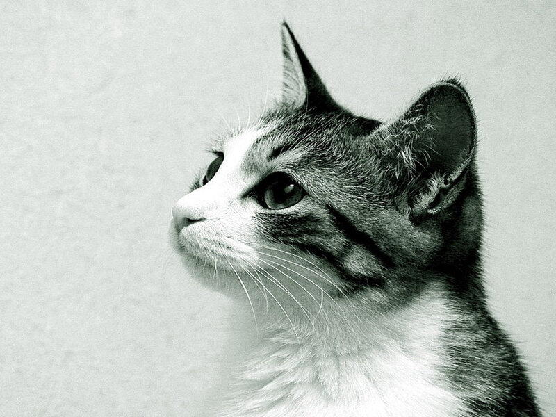 Gray and White Kitten — Black, Calm