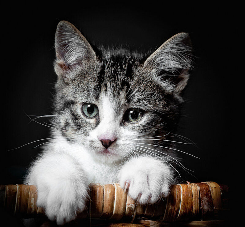 Gray and White Kitten — Black, Dramatic