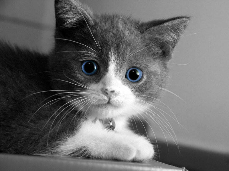 Gray and White Kitten — Black