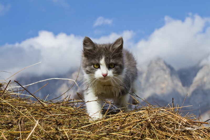 Gray and White Kitten — Blue, Serene