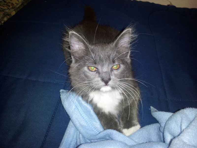 Gray and White Kitten — Blue