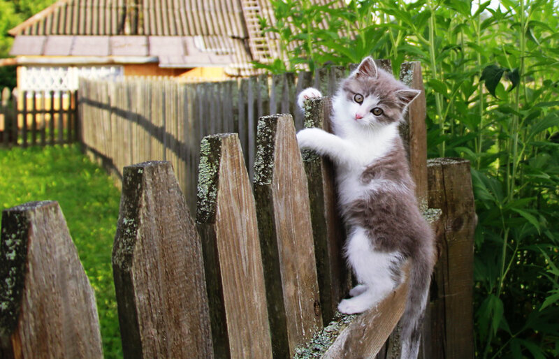 Gray and White Kitten — Brown, Curious