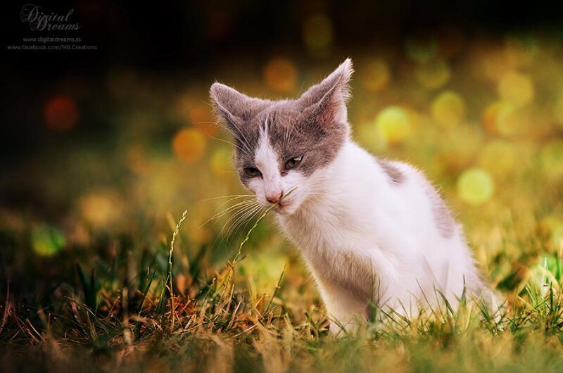 Gray and White Kitten — Calm, Afternoon, Photograph, Grass