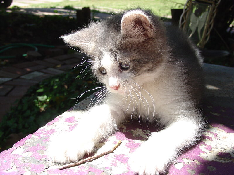 Gray and White Kitten — Calm, Afternoon, Photograph