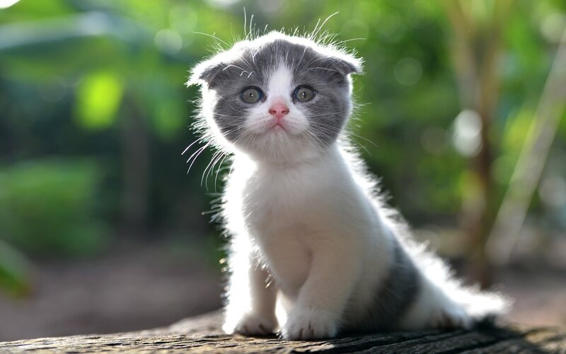 Gray and White Kitten — Calm, Afternoon, Photograph, Wooden Surface
