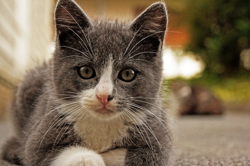 Gray and White Kitten — Calm, Afternoon