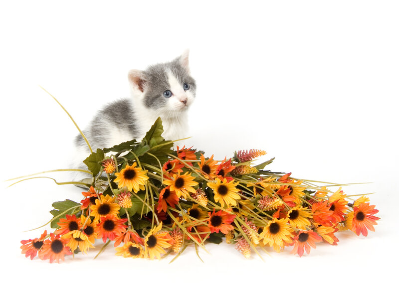 Gray and White Kitten — Calm, Autumn
