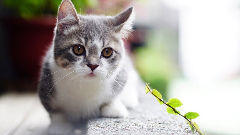Gray and White Kitten — Calm, Morning, Photograph