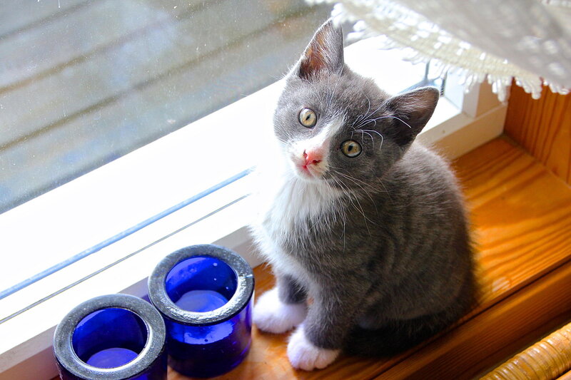 Gray and White Kitten — Calm, Morning