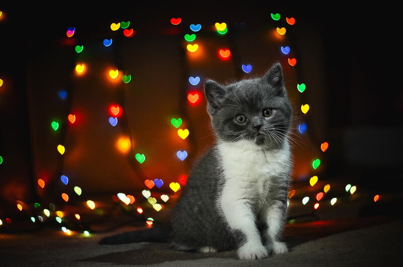 Gray and White Kitten — Calm, Night, Photograph