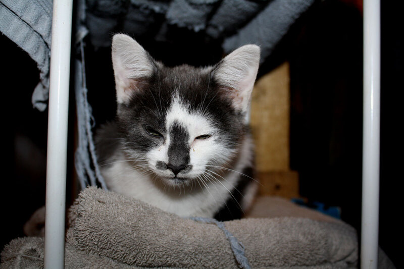 Gray and White Kitten — Calm, Night