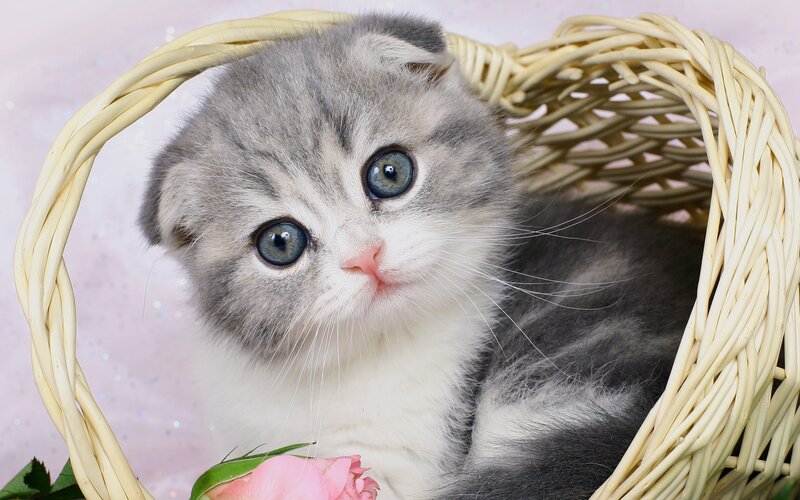 Gray and White Kitten — Calm, Photograph, Basket, Rose