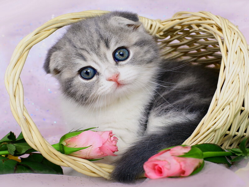 Gray and White Kitten — Calm, Photograph, Basket, Roses, Pink Background
