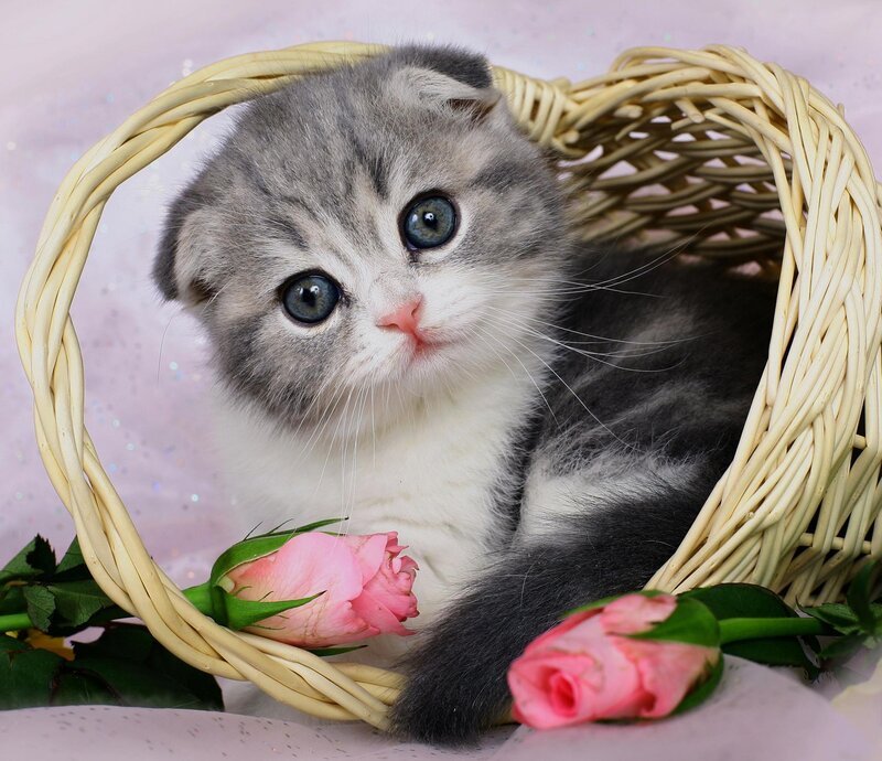 Gray and White Kitten — Calm, Photograph, Basket, Roses