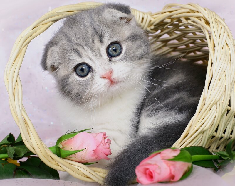Gray and White Kitten — Calm, Photograph, Basket