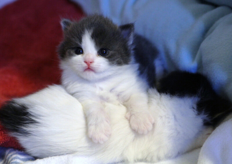 Gray and White Kitten — Calm, Photograph, Blanket