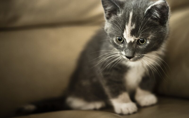 Gray and White Kitten — Calm, Photograph, Couch