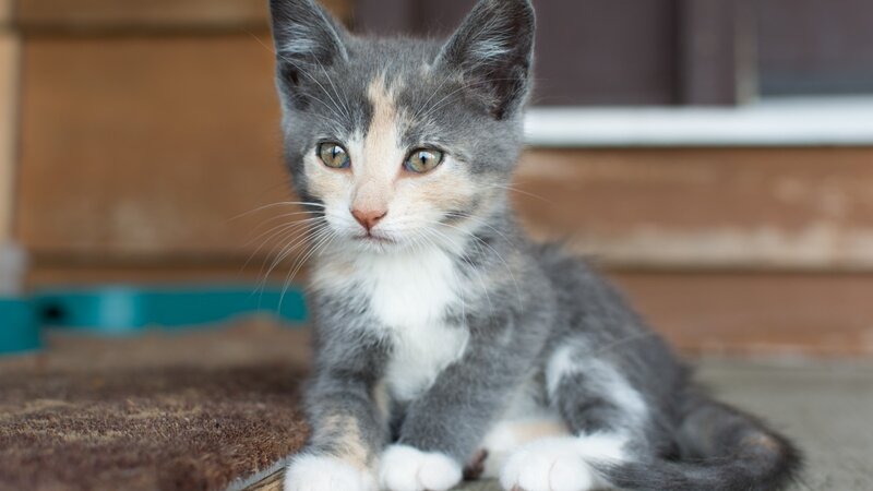 Gray and White Kitten — Calm, Photograph, Doorstep