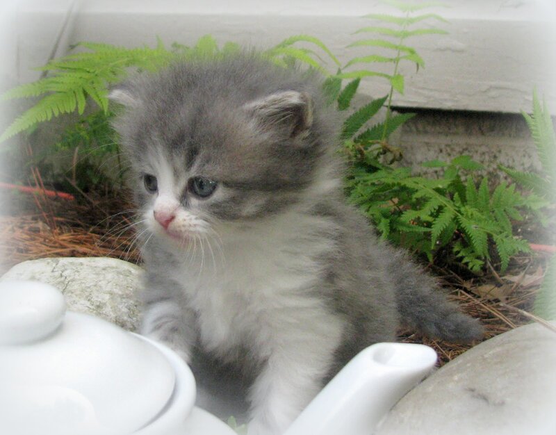 Gray and White Kitten — Calm, Photograph, Fern