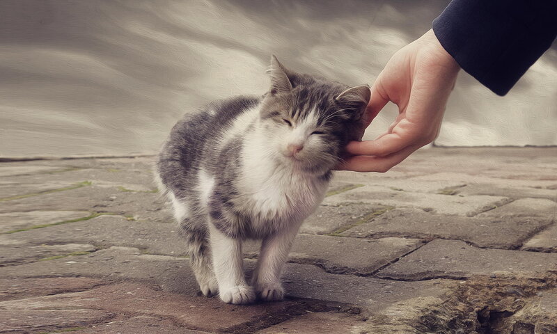 Gray and White Kitten — Calm, Photograph, Hand