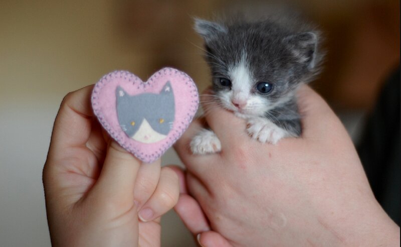 Gray and White Kitten — Calm, Photograph, Hands