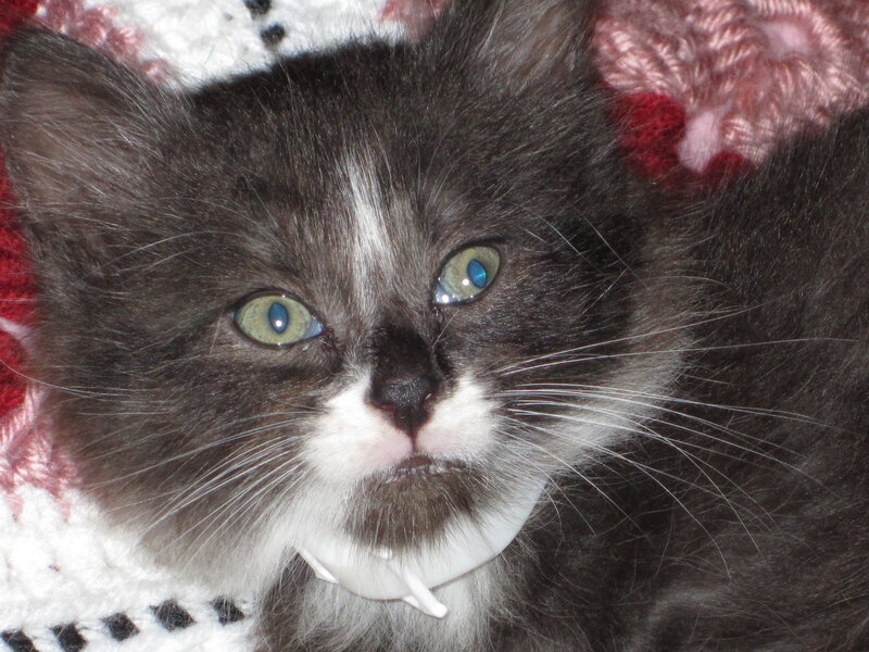 Gray and White Kitten — Calm, Photograph, Knit Blanket