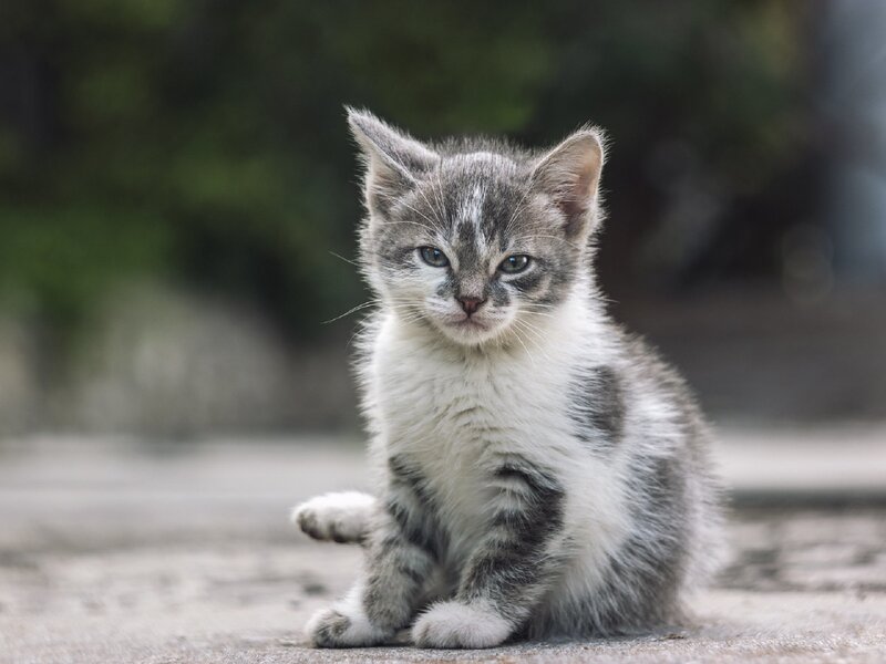 Gray and White Kitten — Calm, Photograph, Pavement