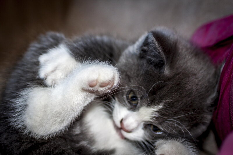 Gray and White Kitten — Calm, Photograph, Paw, Fabric