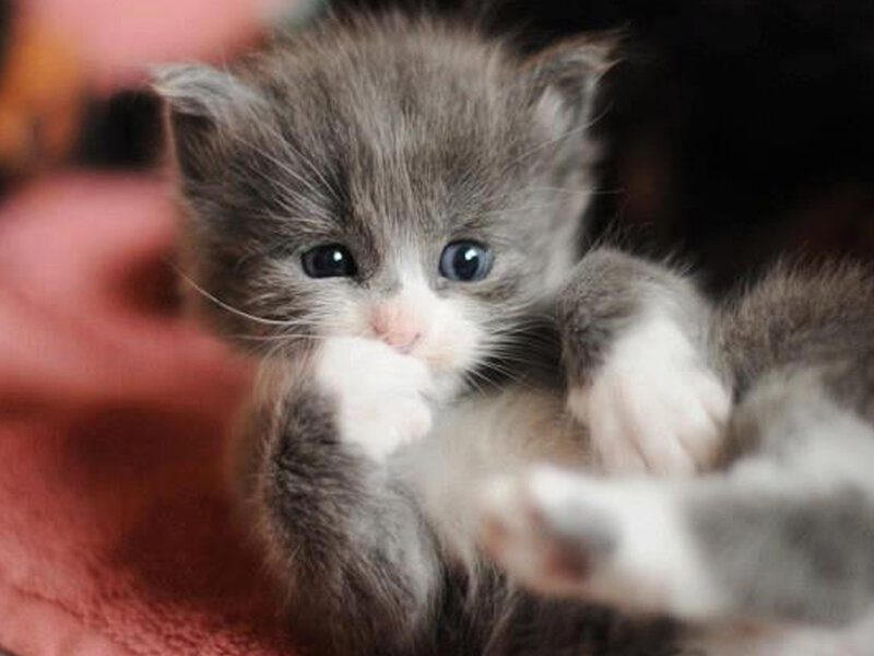 Gray and White Kitten — Calm, Photograph, Paw