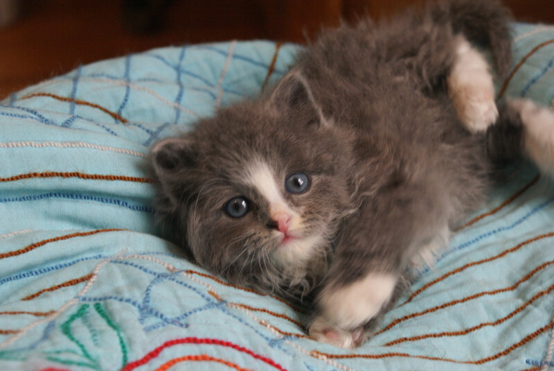 Gray and White Kitten — Calm, Photograph, Quilt