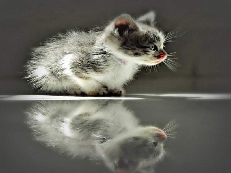 Gray and White Kitten — Calm, Photograph, Reflection