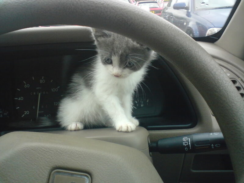 Gray and White Kitten — Calm, Photograph