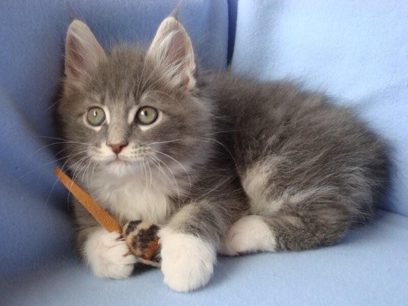 Gray and White Kitten — Calm, Photograph, Toy