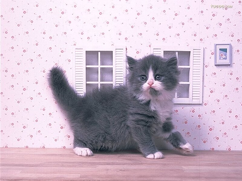 Gray and White Kitten — Calm, Photograph, Wallpaper