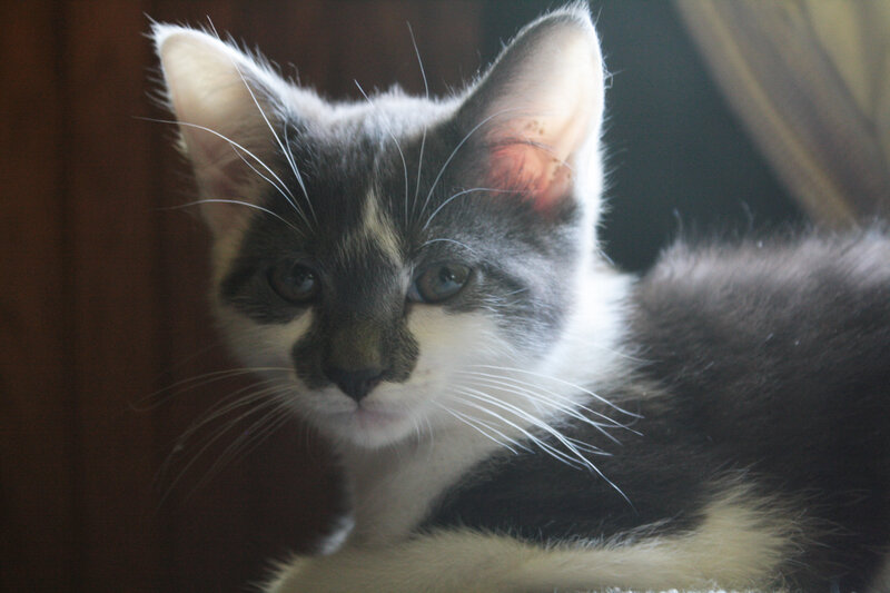 Gray and White Kitten — Calm, Photograph, Whiskers