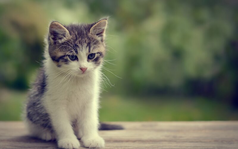 Gray and White Kitten — Calm, Photograph, Wooden Surface, Green Background