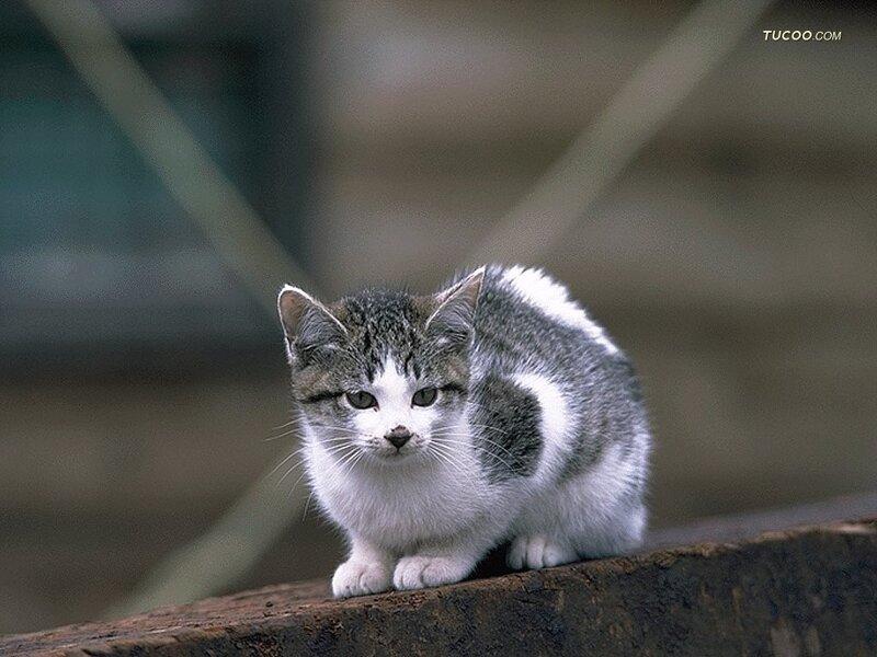 Gray and White Kitten — Calm, Photograph, Wooden Surface