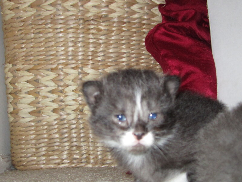 Gray and White Kitten — Calm, Photograph, Woven Basket