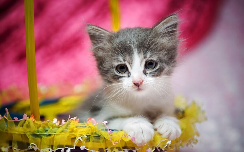 Gray and White Kitten — Calm, Photograph, Yellow Basket